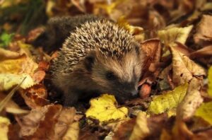 Igel Novemberprogramm